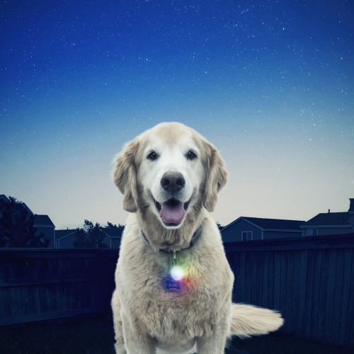 NITE IZE SPOTLIT DISC-O LED LIGHT FOR DOG COLLARS